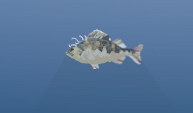 dogfish.jpg