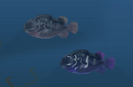 firehead.jpg