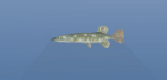 longsnout.jpg