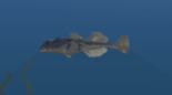 toadfish.jpg