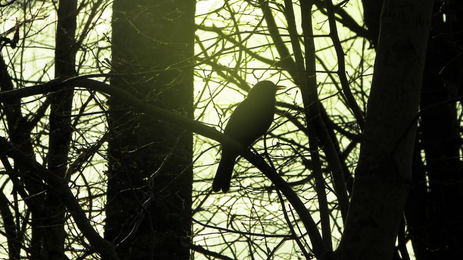 Click to view full size Bird.png