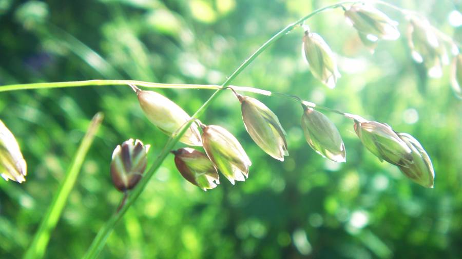 Click to view full size Flowers.png