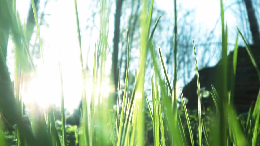 Click to view full size Grass.png