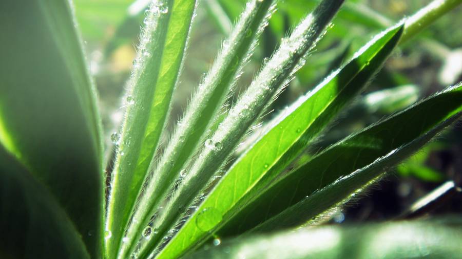 Click to view full size Leaf.png